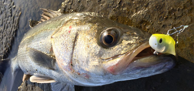 ルアーフィッシングで釣れる魚(ターゲット)